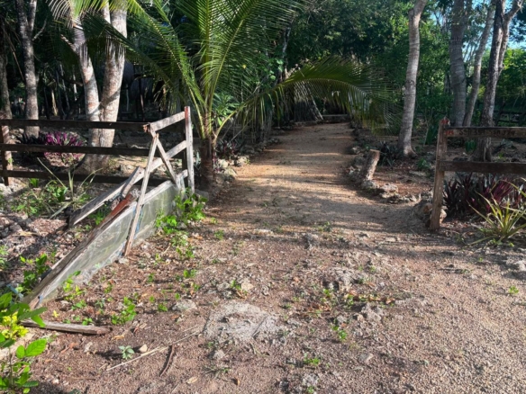 Lote Tortuga | Buena Vista